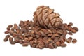 Cedar nuts and cone () Royalty Free Stock Photo