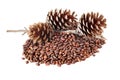 Cedar nuts in the shell with uncovered cones on branch isolated on the white Royalty Free Stock Photo