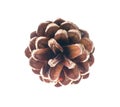 Cedar pine cone isolated on white background Royalty Free Stock Photo