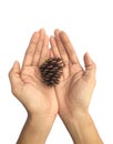 Cedar pine cone on woman's hands isolated on white Royalty Free Stock Photo