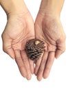 Cedar pine cone on woman's hands isolated on white Royalty Free Stock Photo