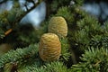 Cedar pine cones Royalty Free Stock Photo