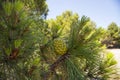 Cedar pine cones on a branch Royalty Free Stock Photo