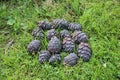 Cedar pine cones in the grass shaped like a cedar pine cone. Royalty Free Stock Photo