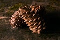 Cedar pine cones on old wooden mossed background Royalty Free Stock Photo