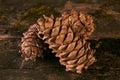 Cedar pine cones on old wooden mossed background Royalty Free Stock Photo