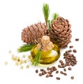 Cedar pine nuts and oil