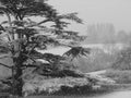 Cedar in a Snowstorm