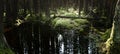 A cedar swamp in a Massachusetts forest