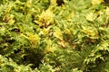 Cedar thuja bush branch leaves background