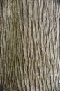 Cedar tree bark close up Royalty Free Stock Photo