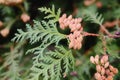 Cedar tree branch featuring light green foliage with clusters of tan cones are shown Royalty Free Stock Photo