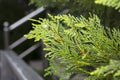 Cedar tree, cedar tree, Chamaecyparis, common names cypress or false cypress is a genus of conifers in the cypress family