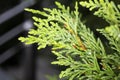 Cedar tree, cedar tree, Chamaecyparis, common names cypress or false cypress is a genus of conifers in the cypress family