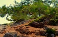 Cedar tree on a coast