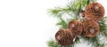 Cedar tree, Deodar branch with cones isolated on white background. Beautiful border art design. Close up Evergreen Christmas tree