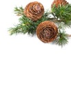 Cedar tree, Deodar branch with cones isolated on white background. Beautiful border art design. Close up Evergreen coniferous tree Royalty Free Stock Photo