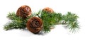 Cedar tree, Deodar branch with cones isolated on white background. Beautiful border art design. Close up Evergreen coniferous tree Royalty Free Stock Photo