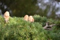 Cedar tree female cones with sap/resin leaking