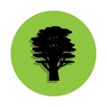 cedar tree in green badge icon Royalty Free Stock Photo