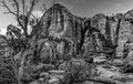 Cedar tree growing along side the cliff of canyon overview zion national park. Royalty Free Stock Photo