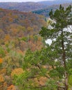 Cedar tree growing from bluffs overlooking Lake Ozark