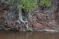 Cedar Tree Growing out of Solid Rock on rivers edge Royalty Free Stock Photo