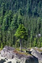 Cedar tree grows on rocks. Old mighty cedar tree grow on mossy meadow against the background of mountains. The impressive Siberian