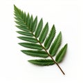 Cedar Tree Leaf: Close-up Image On White Background Royalty Free Stock Photo