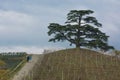 Cedar tree of Lebanon. A secular tree, symbol of la Morra Royalty Free Stock Photo