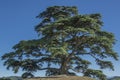 Cedar tree of Lebanon. A secular tree, symbol of la Morra Royalty Free Stock Photo