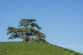 Cedar tree of Lebanon. A secular tree, symbol of la Morra Royalty Free Stock Photo