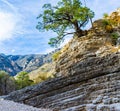 Cedar Tree On The Limestone Terraced Walls on The Devil\'s Hall Trail