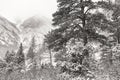 Cedar Tree and Mt Antero