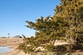 Cedar Tree on a Prairie Ranch Royalty Free Stock Photo