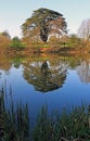 Cedar Tree reflected in lake, Knightly Way.