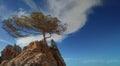 Cedar tree on a rock against the background o clouds on a blue sky Royalty Free Stock Photo