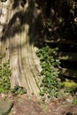 Cedar tree, split log fence with ivy growing