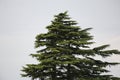 Cedar tree at Sutton Hoo