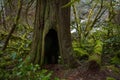 Cedar Tree Trunk with Fictious Hobbit Hole Entry in Rain-forest Royalty Free Stock Photo