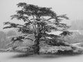 Cedar Tree in Winter Royalty Free Stock Photo