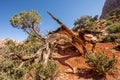 Cedar tree growing along side the cliff of canyon overview zion national park. Royalty Free Stock Photo