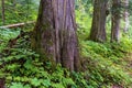 Cedar Trees, Ancient Forest, Canada Royalty Free Stock Photo