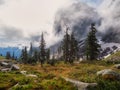 cedar trees among big stones and lush summer flora in alpine valley Royalty Free Stock Photo