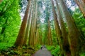 Cedar trees