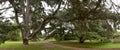 Cedar trees at a crossroad