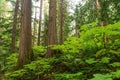 Ancient Forest, British Columbia, Canada Royalty Free Stock Photo