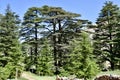 Cedar Trees Flanked by Pine Trees, Cedars of God, Lebanon Royalty Free Stock Photo