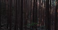 Cedar trees in the forest in the mountain