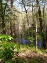 Cedar trees in a hidden pond inside a forest